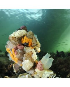 Vervolgcursus onderwaterfotografie met Ron Offermans