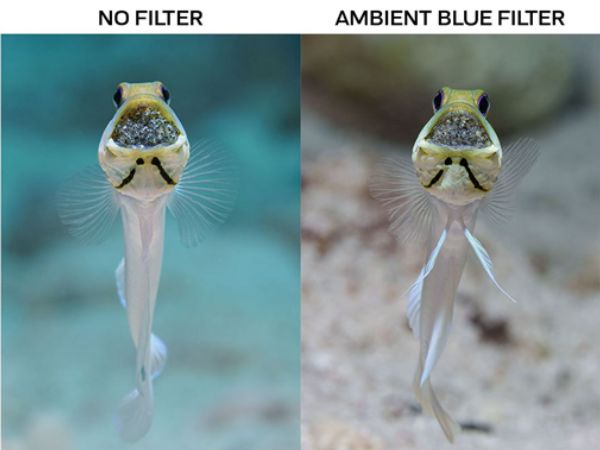 Ambient blue filters