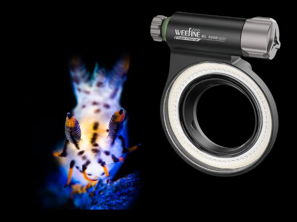 Weefine Ring Light 3000 CCW for underwater macro photography