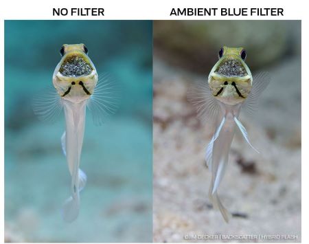 Ambient blue filter photo example