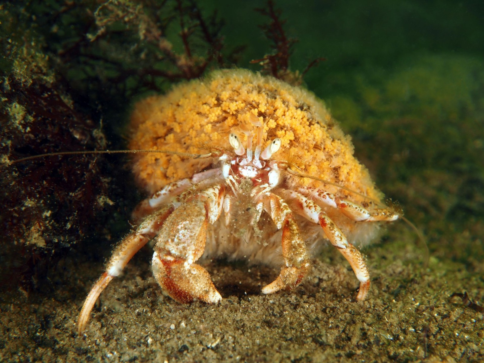 underwater photo using a strobe